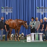 STAR SPANGLED IRONS - Out of Red White N Luke